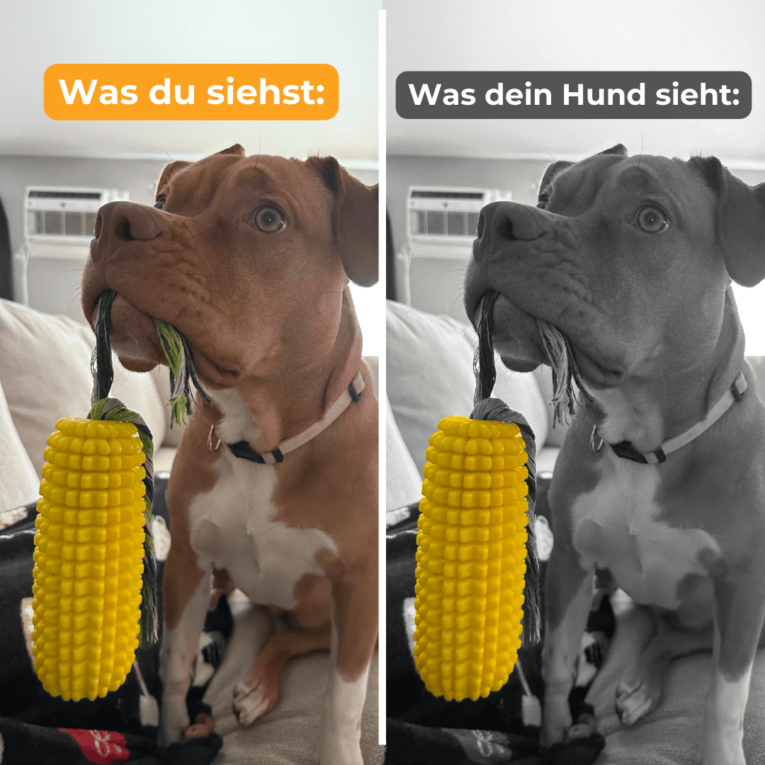 Mais-Kauspielzeug - Für starke Kauer
