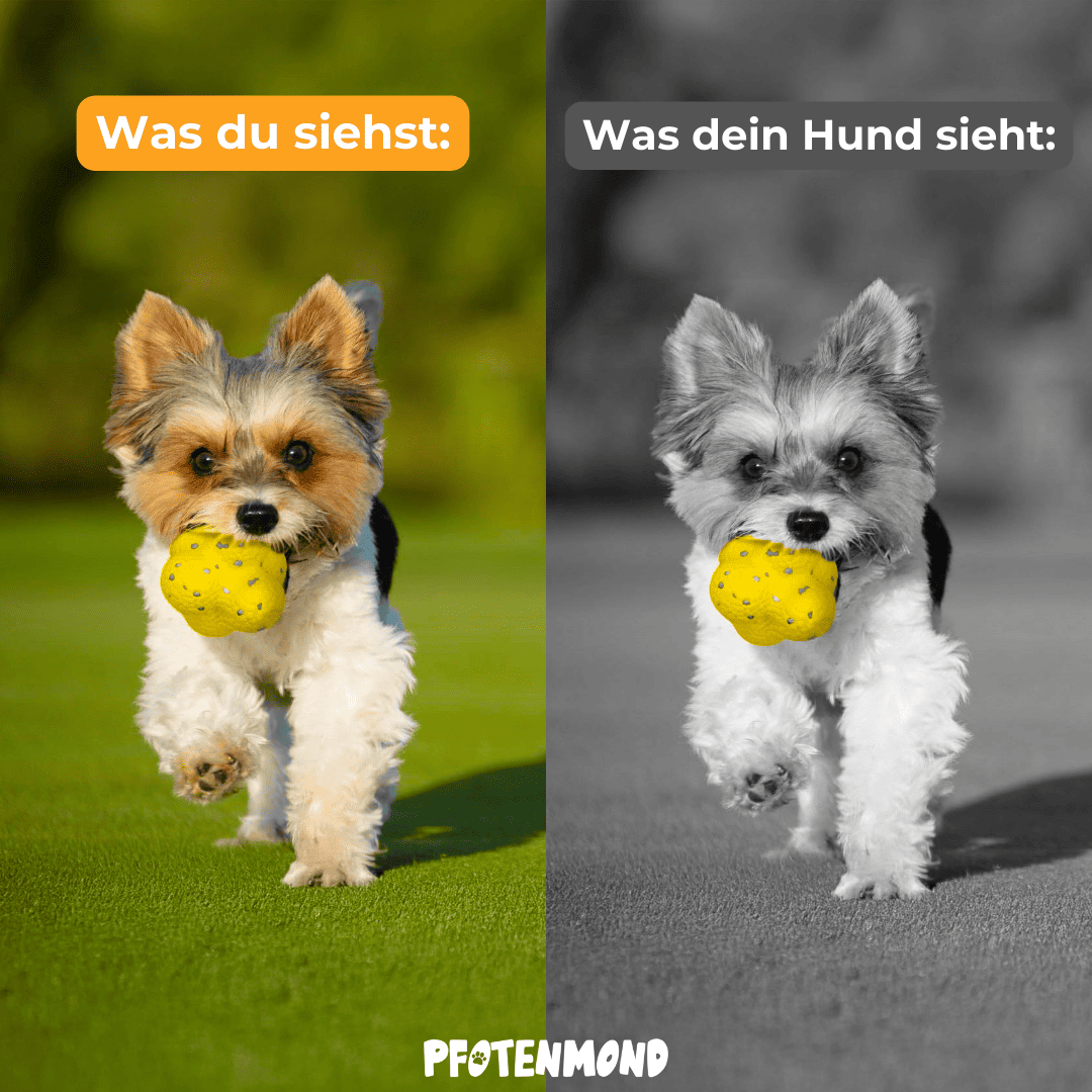 Kauzauber-Ball