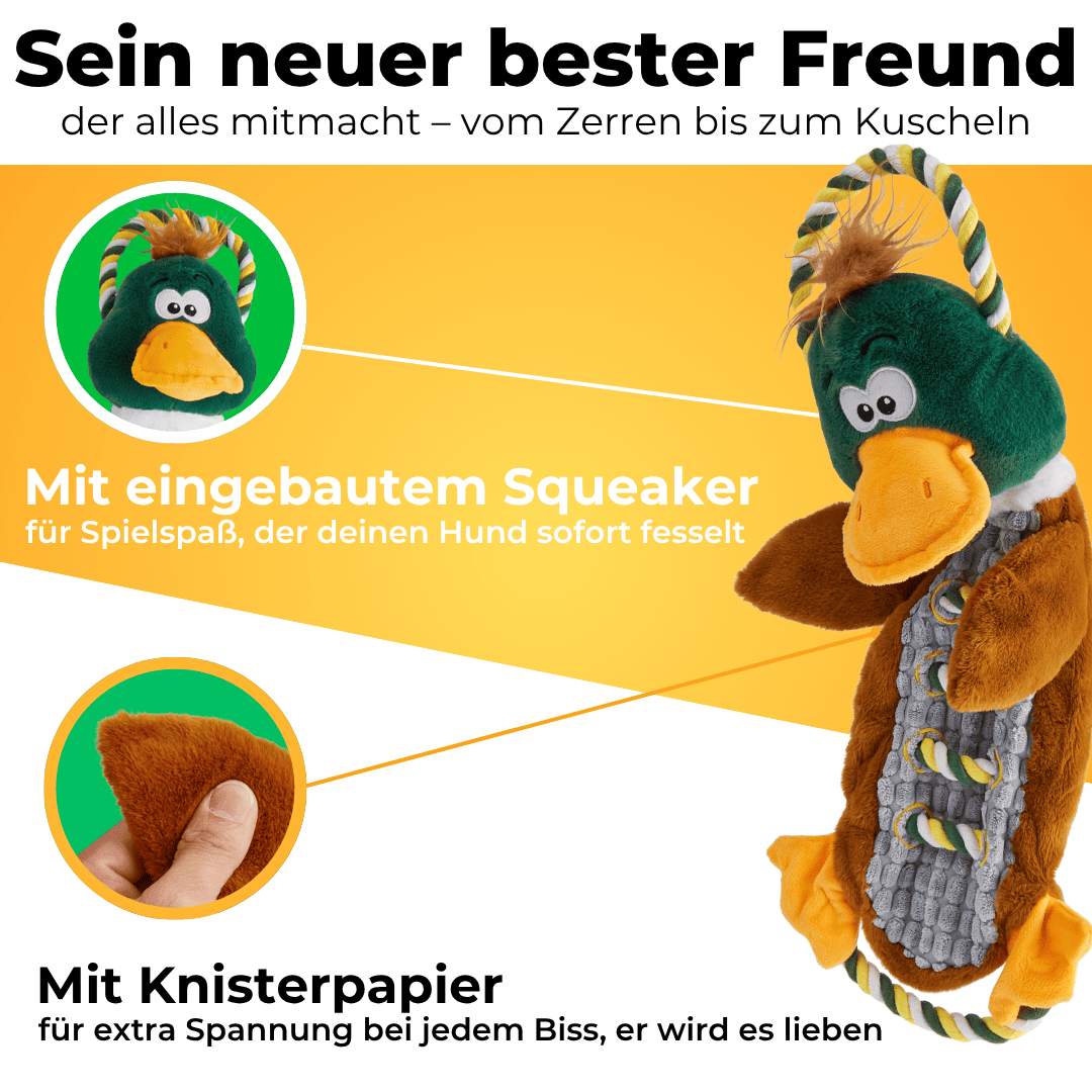 Knisterente